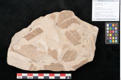 Foto (Objekt + Etikett) von Taeniopteris vittata (NHMW-GEO-2024-0188-10568)